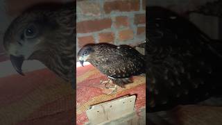 Red naped falcon training [upl. by Aken984]