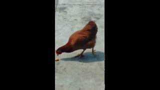 GALLINA COMIENDO NUGGETS DE POLLO [upl. by Birecree]