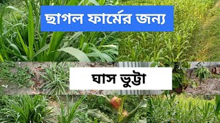 ছাগলের ফার্ম শুরুতে কি কি করতে হবে।Goat farm surute ki ki korte hbefarming agrofarm goatfarming [upl. by Valleau341]