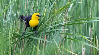 Birding at Horicon Marsh National Wildlife Refuge [upl. by Harts]