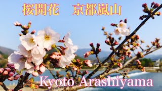 桜開花 京都嵐山🌸 Cherry blossoms bloom in Arashiyama Kyoto 2024年3月31日日 [upl. by Claudine]