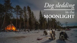 DOG SLEDDING in the MOONLIGHT [upl. by Kegan]