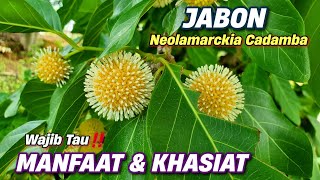 MANFAAT JABON TUK KESEHATAN ‼️ Neolamarckia cadamba jabon neolamarckiacadamba pohonjabon [upl. by Fritzsche692]