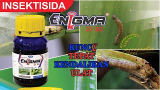 INSEKTISIDA AMPUH PEMBASMI ULAT  ENIGMA [upl. by Ollopa]