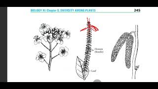 Inflorescence arrangement of flowers on axis class 11 cymose racemose compound botany biology [upl. by Weisburgh]