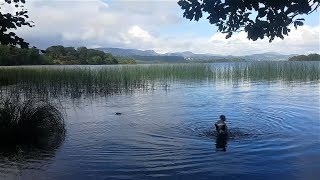 Bog Mushing in Ireland [upl. by Ydnac]