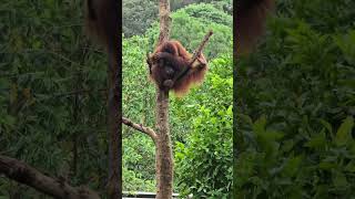 紅毛猩猩Bornean OrangutanTaipei Zoo [upl. by Ynoble709]