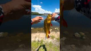 Peacock bass fishing Link to my lures im using is in my bio urbanfloridafishing fishing [upl. by Adnohrahs]