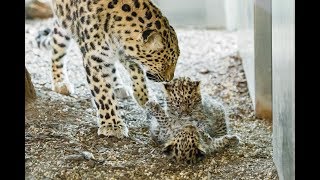 LeopardenNachwuchs im Tiergarten Schönbrunn [upl. by Shishko859]