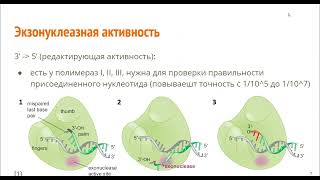 Молекулярная биология Нуклеиновые кислоты Рюмина Екатерина Д Семинар 13 [upl. by Acirderf725]