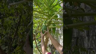 My Papaya Tree mypapa shortvideo [upl. by Derdle]