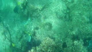 Snorkeling Videos from Lovers Beach in Cabo San Lucas 1 of 3 [upl. by Abdel]