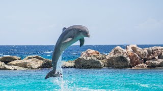 A LA DECOUVERTE DES DAUPHINS CRI DES DAUPHINS [upl. by Aneeb69]