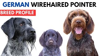 German Wirehaired Pointer Breed Profile History  Price  Traits  Deutsch Drahthaar Grooming Needs [upl. by Sexton]