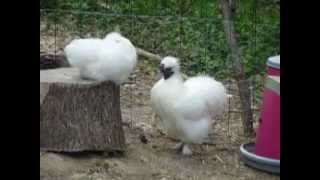 Emit the Silkie cockerel crowing [upl. by Septima238]