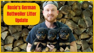 Roxies German Rottweiler Litter Update [upl. by Nottirb]