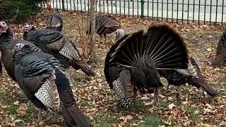 The fall and rise of Minnesota’s wild turkeys [upl. by Ailla]