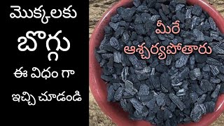 149Biochar for plants  బయొచార్ బొగ్గు ను ఎలా ఉపయోగిస్తే మొక్కలకు ఉపయోగంCORRECT USE OF బయోచర్ [upl. by Aihsat]