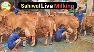 👍Live Milking Of Elite Sahiwal Cows in Jalandhar Punjab👍Owner Mandeep 9417823301👍 [upl. by Yolande]