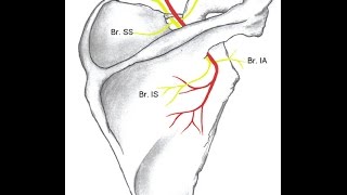 How to do Fluoroscopic Guided Suprascapular Nerve Block [upl. by Eversole54]