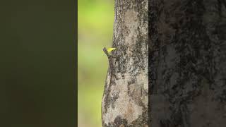 Draco dussumieri Western Ghat Flying Lizard [upl. by Lusty]