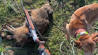 Caccia al cinghiale in SardegnaOzieri 1112024 apertura abbattimento porcastro🐗 [upl. by Dohsar]