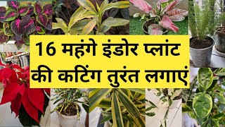 16महंगे पौधे आपके घर के अंदर की हवा को शुद्ध करेगेAir Purifying Indoor Plants 4 Styling your Home [upl. by Aek764]