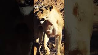 Tiny Lion Cubs Roars Spoiled SOUND OF SAFARI [upl. by Nylacaj929]