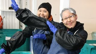 Fish processor employs hundreds from the Yukon Delta [upl. by Yelruc448]