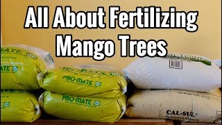 All About Fertilizing Mango Trees [upl. by Crabb]