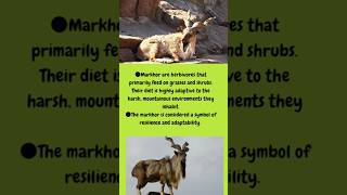 Wild Goat with unique Trophy markhoor animals animalfacts shorts [upl. by Bowyer]