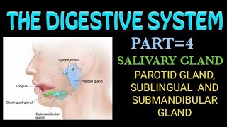 salivary gland 4 the digestive system [upl. by Preuss]