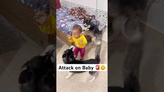 Don’t leave your kid with Dogs 🚨😤 shorts dog husky trendingsongs [upl. by Yecnay]