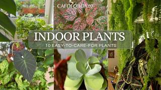 10 PLANTAS DE INTERIOR LINDAS E FÁCEIS DE CUIDAR  10 EASYTOCAREFOR INDOOR PLANTS [upl. by Feune]