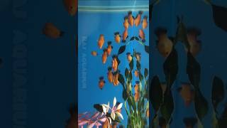 Platy Fish Available platy fish aquarium shorts ytshorts [upl. by Eevets]