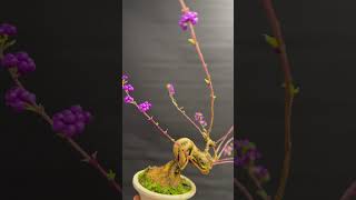 CALLICARPA JAPONICA CLL 16 [upl. by Threlkeld]