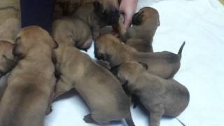 Boerboel puppies  3 weeks [upl. by Innej]