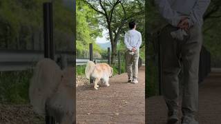 대형견 산책 Vlog  대형견 일상 골든리트리버 천사견 Big Dog Walk  Walk Vlog  Golden Retriever  일상 브이로그  강아지교육 [upl. by Aldas273]