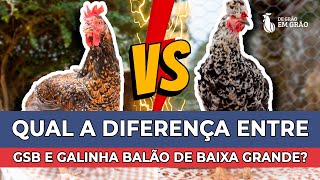 Qual diferença da GSB e da Galinha Balão de Baixa Grande  E40 [upl. by Nojid129]