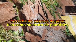 Cosecha de cáscara de pino Uso como sustrato de plantines [upl. by Jule]