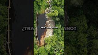 Trabajo de llano ¿Les gustaría ir 🤠 colombia ganado caballos ganaderia [upl. by Walburga769]