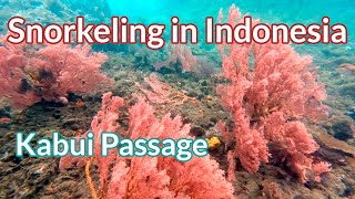 Kabui Raja Ampat  4K Snorkeling in Indonesia [upl. by Ymerej699]