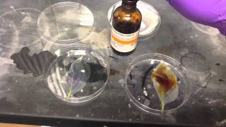 Lab Protocols  Starch Detection in Leaves Unit 10 Photosynthesis [upl. by Hael]