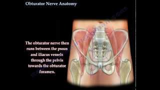 Obturator Nerve Anatomy  Everything You Need To Know  Dr Nabil Ebraheim [upl. by Jessamine]