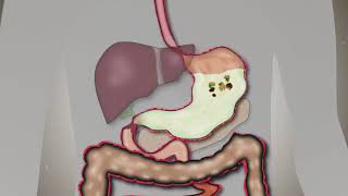 Anatomy and Physiology of Digestive System [upl. by Teriann]