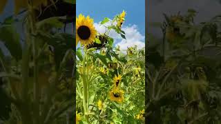 Beauty of Sunflower sunflowerfield travelvlog shorts trend nature birdsounds trend asmr [upl. by Eilime]