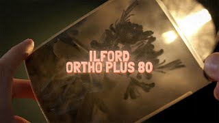 Ilford Ortho Plus 80 on Large Format Camera [upl. by Vance442]