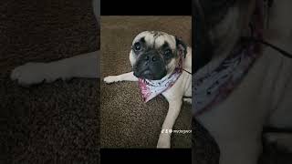 music song lyrics love puglife [upl. by Essirehs]