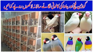 Gouldian Finch Setup  Fawn Java Breeding Setup  Finch Bird Farming in Multan Pakistan 2024 [upl. by Milstone]