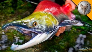 MONSTER Sockeye Catch [upl. by Zicarelli]